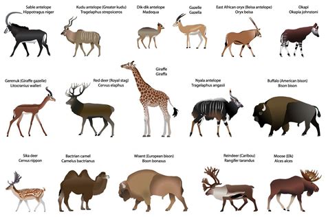 ungulate animals list.